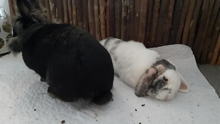 Klicke auf die Grafik fr eine grere Ansicht

Name:	20220606_060637.jpg
Hits:	0
Gre:	75,3 KB
ID:	196625