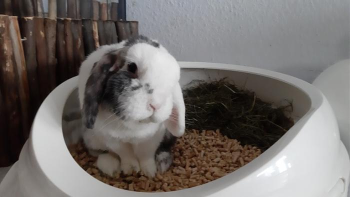 Klicke auf die Grafik fr eine grere Ansicht

Name:	20220606_191135.jpg
Hits:	0
Gre:	75,6 KB
ID:	196631