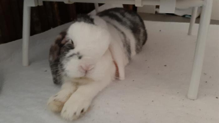 Klicke auf die Grafik fr eine grere Ansicht

Name:	20220610_061531.jpg
Hits:	0
Gre:	53,8 KB
ID:	196632