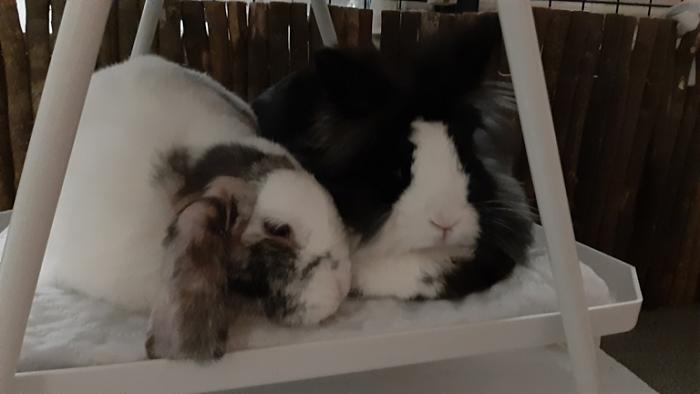 Klicke auf die Grafik fr eine grere Ansicht

Name:	20220610_043624.jpg
Hits:	0
Gre:	65,1 KB
ID:	196633