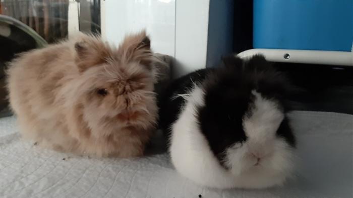 Klicke auf die Grafik fr eine grere Ansicht

Name:	20220611_142507.jpg
Hits:	0
Gre:	63,5 KB
ID:	196636