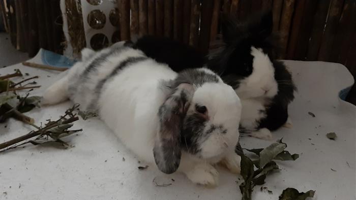 Klicke auf die Grafik fr eine grere Ansicht

Name:	20220616_051439.jpg
Hits:	0
Gre:	74,6 KB
ID:	196768