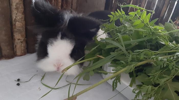 Klicke auf die Grafik fr eine grere Ansicht

Name:	20220619_075333.jpg
Hits:	0
Gre:	98,0 KB
ID:	196774