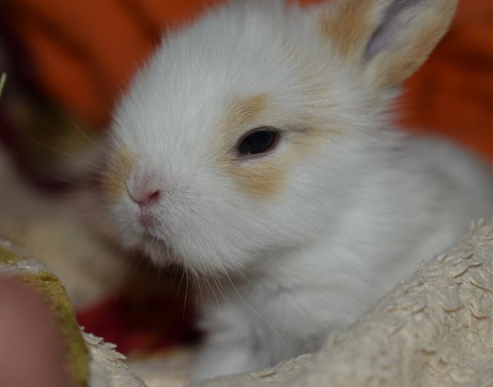 Klicke auf die Grafik f�r eine gr��ere Ansicht

Name:	Baby2.jpg
Hits:	1
Gr��e:	233,0 KB
ID:	197133