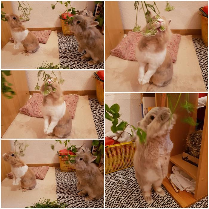 Klicke auf die Grafik fr eine grere Ansicht

Name:	IMG-20220827-WA0000.jpg
Hits:	0
Gre:	322,8 KB
ID:	197649