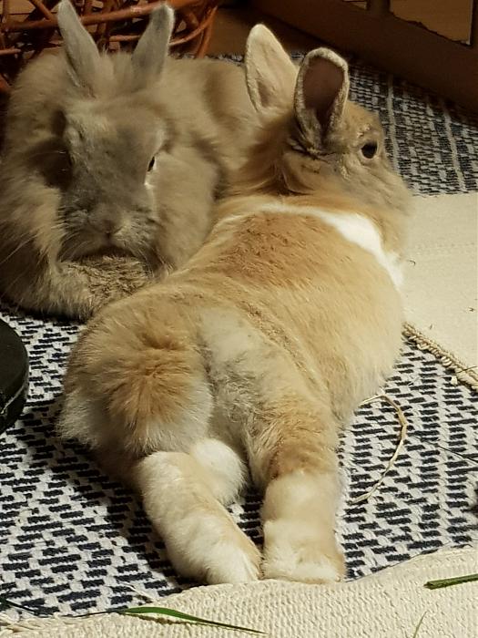 Klicke auf die Grafik fr eine grere Ansicht

Name:	IMG-20220827-WA0001.jpg
Hits:	0
Gre:	296,5 KB
ID:	197650