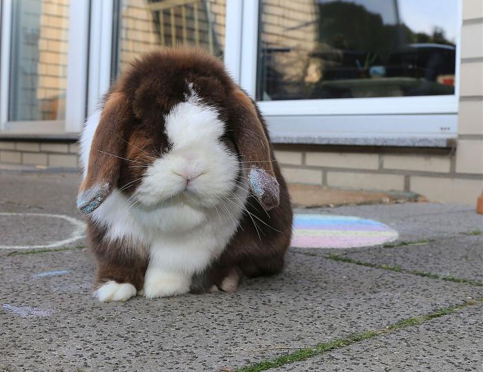 Klicke auf die Grafik f�r eine gr��ere Ansicht

Name:	Osterhase Aruba.jpg
Hits:	1
Gr��e:	290,4 KB
ID:	200439