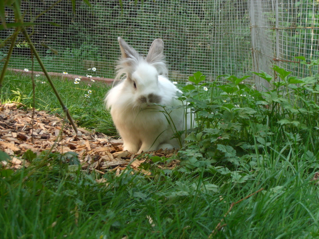 Klicke auf die Grafik fr eine grere Ansicht

Name:	fritz und elli Ostern 2011 006.jpg
Hits:	0
Gre:	77,1 KB
ID:	20066