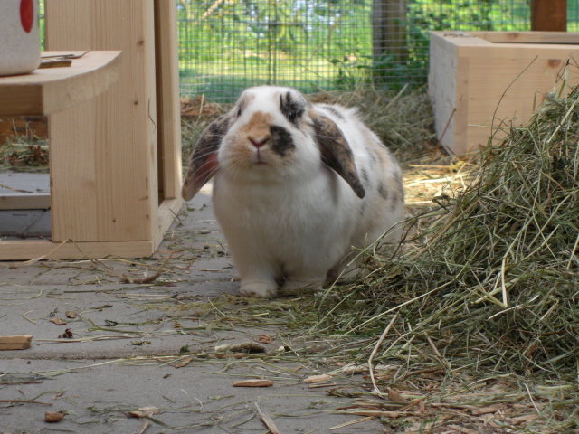 Klicke auf die Grafik fr eine grere Ansicht

Name:	fritz und elli Ostern 2011 023.jpg
Hits:	0
Gre:	62,1 KB
ID:	20073