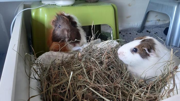 Klicke auf die Grafik f�r eine gr��ere Ansicht

Name:	20230909_081257.jpg
Hits:	0
Gr��e:	126,8 KB
ID:	203354