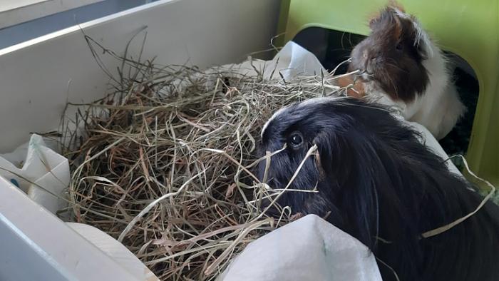 Klicke auf die Grafik f�r eine gr��ere Ansicht

Name:	20230909_080712.jpg
Hits:	1
Gr��e:	118,0 KB
ID:	203355