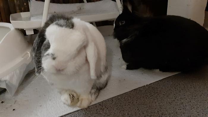 Klicke auf die Grafik f�r eine gr��ere Ansicht

Name:	20230907_052449.jpg
Hits:	0
Gr��e:	76,6 KB
ID:	203369