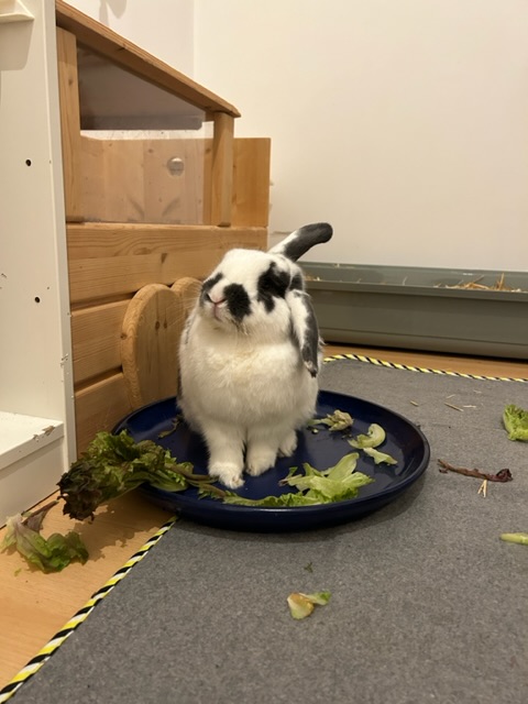 Klicke auf die Grafik fr eine grere Ansicht

Name:	IMG_6944.jpg
Hits:	0
Gre:	31,9 KB
ID:	203370