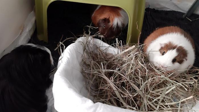 Klicke auf die Grafik f�r eine gr��ere Ansicht

Name:	20230915_093853.jpg
Hits:	0
Gr��e:	112,1 KB
ID:	203427