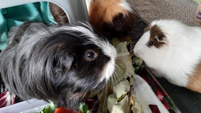 Klicke auf die Grafik f�r eine gr��ere Ansicht

Name:	20230914_092911.jpg
Hits:	0
Gr��e:	122,3 KB
ID:	203431