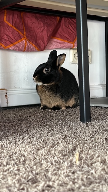 Klicke auf die Grafik fr eine grere Ansicht

Name:	F3E8FE0E-11AB-4F8A-AD48-4AE4C7B703C7.jpg
Hits:	0
Gre:	42,3 KB
ID:	203455