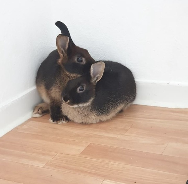 Klicke auf die Grafik fr eine grere Ansicht

Name:	IMG_7069.jpg
Hits:	0
Gre:	25,1 KB
ID:	203457