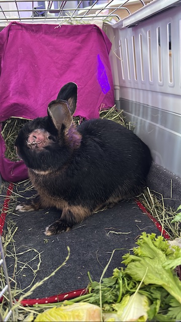 Klicke auf die Grafik fr eine grere Ansicht

Name:	37787C05-006F-46B6-976A-DE3EE8EF33F6.jpg
Hits:	0
Gre:	40,3 KB
ID:	203481