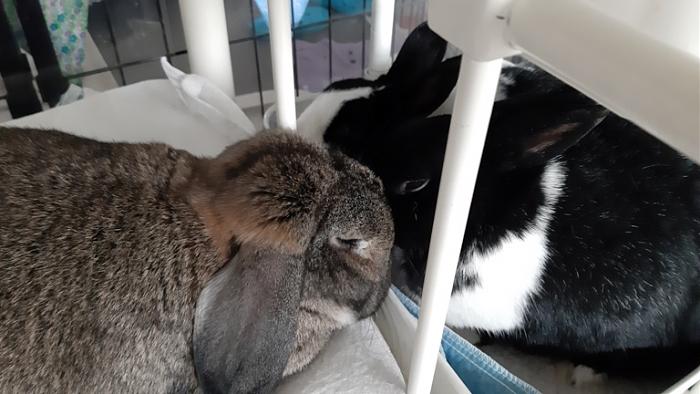 Klicke auf die Grafik fr eine grere Ansicht

Name:	20231105_133413.jpg
Hits:	2
Gre:	112,1 KB
ID:	204159