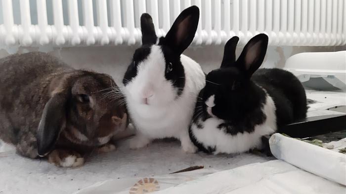 Klicke auf die Grafik fr eine grere Ansicht

Name:	20231101_081342.jpg
Hits:	1
Gre:	83,1 KB
ID:	204164