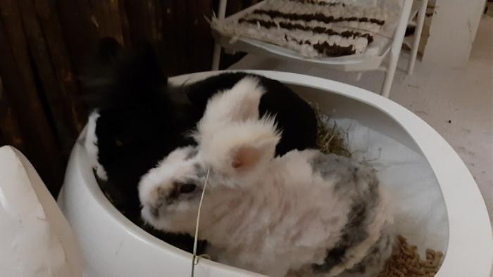 Klicke auf die Grafik f�r eine gr��ere Ansicht

Name:	20240118_073932.jpg
Hits:	0
Gr��e:	69,8 KB
ID:	205457