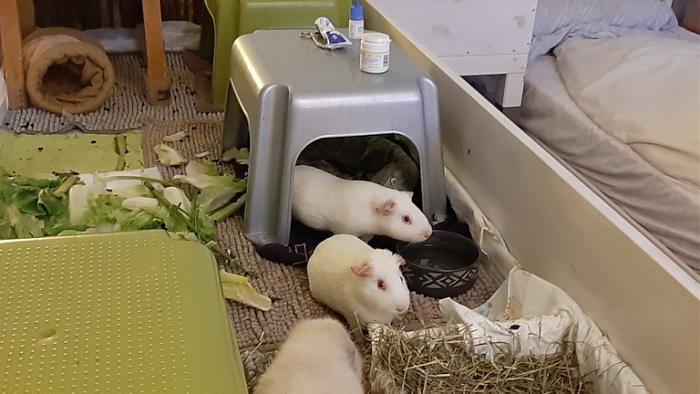 Klicke auf die Grafik f�r eine gr��ere Ansicht

Name:	20240127_232201.jpg
Hits:	0
Gr��e:	112,0 KB
ID:	205567