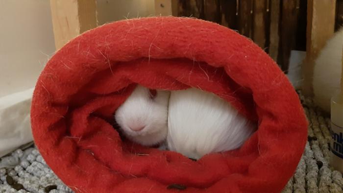 Klicke auf die Grafik f�r eine gr��ere Ansicht

Name:	20240126_043355.jpg
Hits:	0
Gr��e:	81,4 KB
ID:	205569