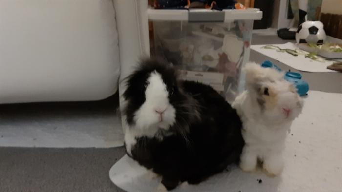 Klicke auf die Grafik f�r eine gr��ere Ansicht

Name:	20240127_055543.jpg
Hits:	0
Gr��e:	61,1 KB
ID:	205582