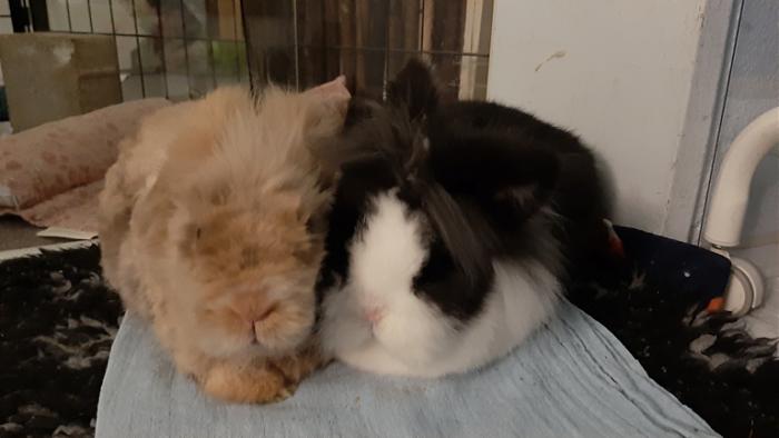 Klicke auf die Grafik f�r eine gr��ere Ansicht

Name:	20240123_050029.jpg
Hits:	0
Gr��e:	76,9 KB
ID:	205588