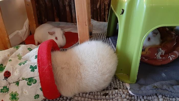 Klicke auf die Grafik f�r eine gr��ere Ansicht

Name:	20240210_083350.jpg
Hits:	0
Gr��e:	109,7 KB
ID:	205745