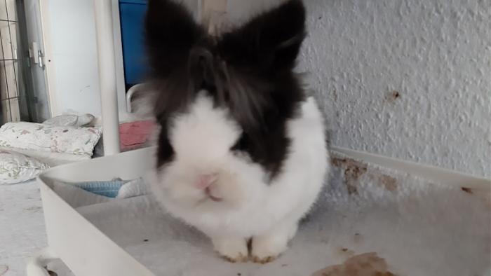 Klicke auf die Grafik f�r eine gr��ere Ansicht

Name:	20240210_152308.jpg
Hits:	0
Gr��e:	68,7 KB
ID:	205753