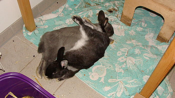 Klicke auf die Grafik fr eine grere Ansicht

Name:	asset (1).jpeg
Hits:	197
Gre:	64,4 KB
ID:	205797