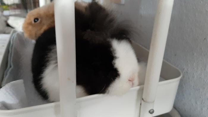 Klicke auf die Grafik f�r eine gr��ere Ansicht

Name:	20240217_130259.jpg
Hits:	1
Gr��e:	58,1 KB
ID:	205858