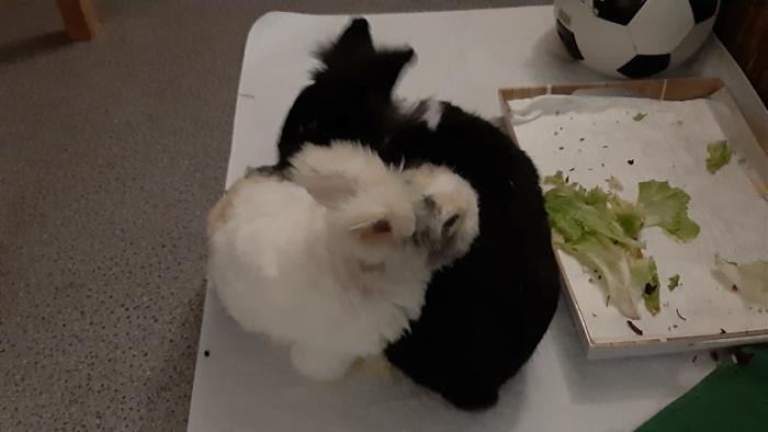 Klicke auf die Grafik f�r eine gr��ere Ansicht

Name:	20240213_185559.jpg
Hits:	0
Gr��e:	68,6 KB
ID:	205859