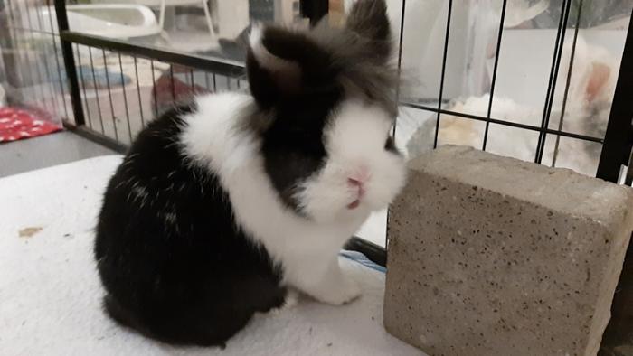 Klicke auf die Grafik f�r eine gr��ere Ansicht

Name:	20240213_064801.jpg
Hits:	0
Gr��e:	86,8 KB
ID:	205861