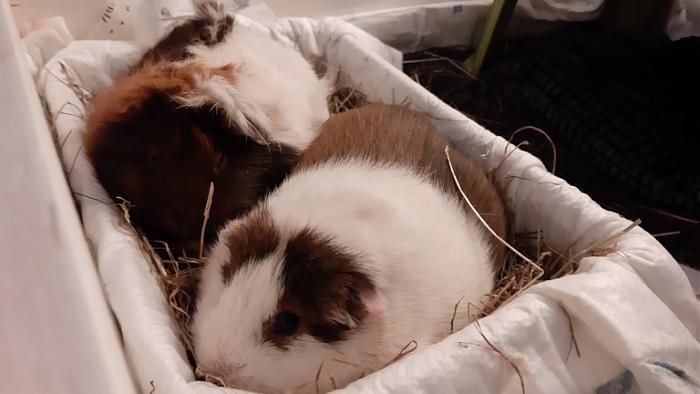 Klicke auf die Grafik f�r eine gr��ere Ansicht

Name:	20240221_044219.jpg
Hits:	0
Gr��e:	89,5 KB
ID:	205943