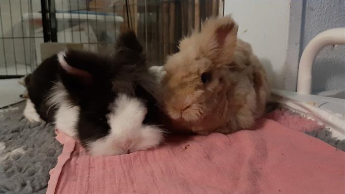 Klicke auf die Grafik f�r eine gr��ere Ansicht

Name:	20240219_070346.jpg
Hits:	0
Gr��e:	82,6 KB
ID:	205947