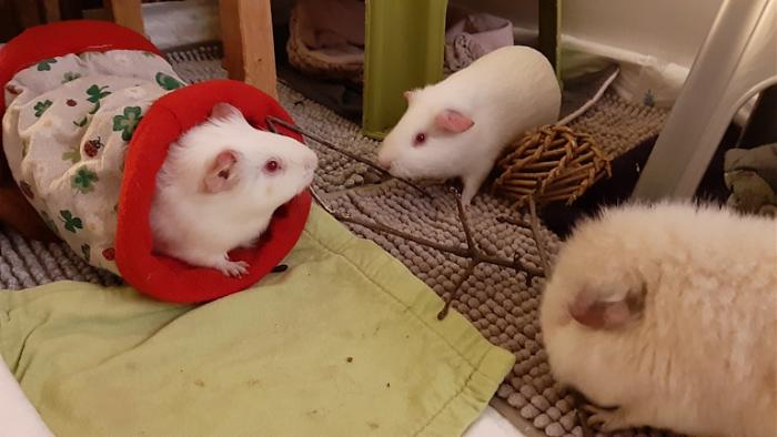 Klicke auf die Grafik f�r eine gr��ere Ansicht

Name:	20240226_051550.jpg
Hits:	0
Gr��e:	97,0 KB
ID:	206028