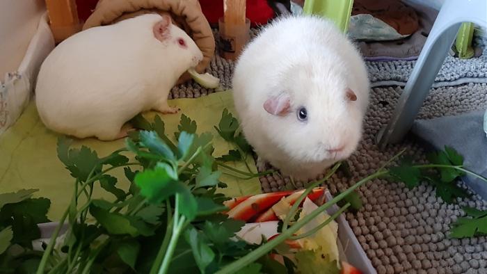 Klicke auf die Grafik f�r eine gr��ere Ansicht

Name:	20240228_084010.jpg
Hits:	0
Gr��e:	108,9 KB
ID:	206029