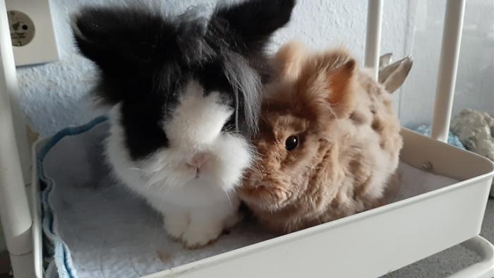 Klicke auf die Grafik f�r eine gr��ere Ansicht

Name:	20240303_164439.jpg
Hits:	1
Gr��e:	80,6 KB
ID:	206031