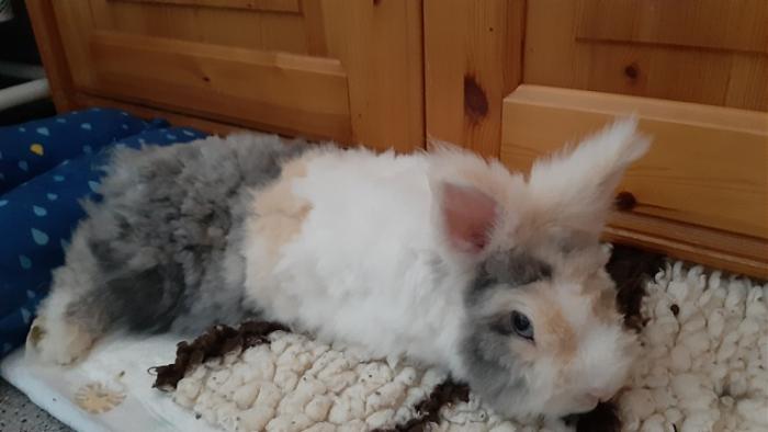 Klicke auf die Grafik f�r eine gr��ere Ansicht

Name:	20240303_162121.jpg
Hits:	0
Gr��e:	75,9 KB
ID:	206032