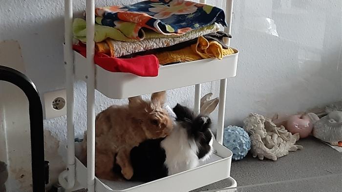 Klicke auf die Grafik f�r eine gr��ere Ansicht

Name:	20240227_102956.jpg
Hits:	0
Gr��e:	107,7 KB
ID:	206037