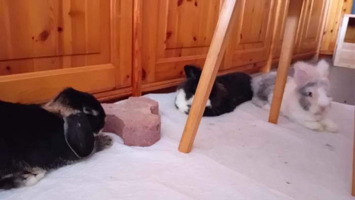 Klicke auf die Grafik fr eine grere Ansicht

Name:	20240817_100334.jpg
Hits:	0
Gre:	180,6 KB
ID:	208886