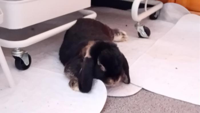 Klicke auf die Grafik fr eine grere Ansicht

Name:	20240825_102216.jpg
Hits:	2
Gre:	56,5 KB
ID:	209016