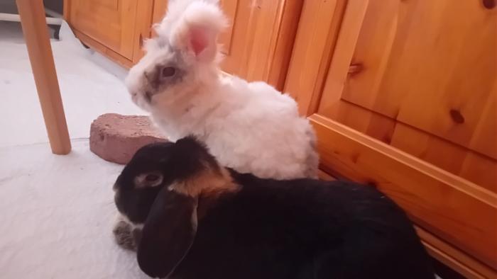 Klicke auf die Grafik fr eine grere Ansicht

Name:	20240821_100748.jpg
Hits:	0
Gre:	59,3 KB
ID:	209018