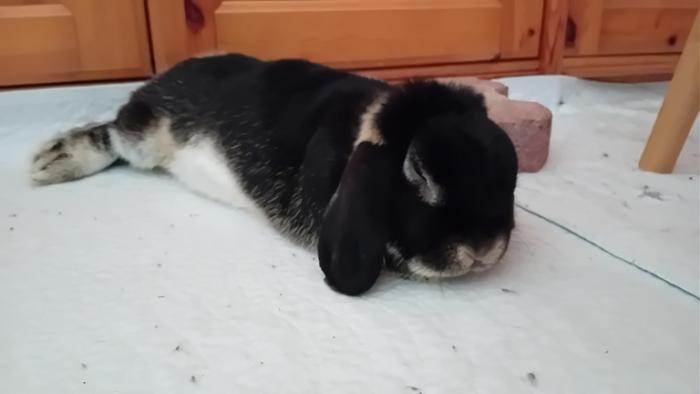 Klicke auf die Grafik fr eine grere Ansicht

Name:	20240827_110807.jpg
Hits:	0
Gre:	52,4 KB
ID:	209114