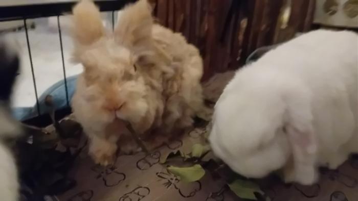 Klicke auf die Grafik fr eine grere Ansicht

Name:	20241113_172203.jpg
Hits:	0
Gre:	57,9 KB
ID:	210498