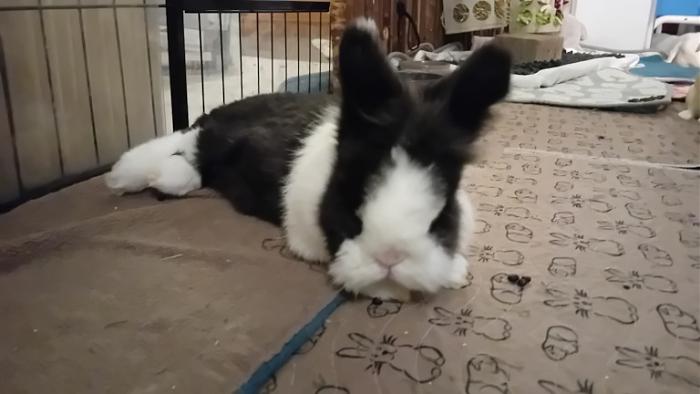 Klicke auf die Grafik fr eine grere Ansicht

Name:	20241114_043902.jpg
Hits:	0
Gre:	79,4 KB
ID:	210499