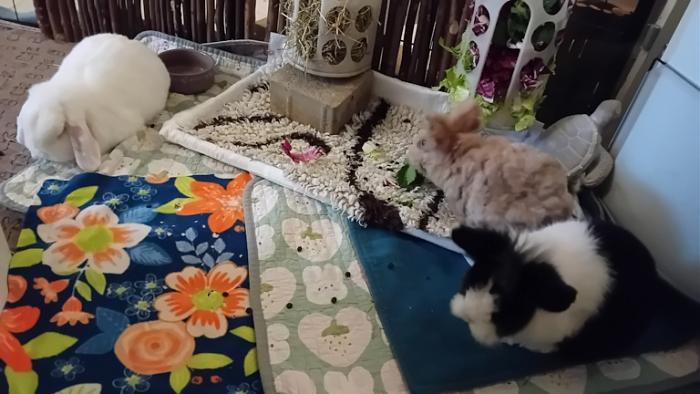 Klicke auf die Grafik fr eine grere Ansicht

Name:	20241111_083106.jpg
Hits:	0
Gre:	113,5 KB
ID:	210502