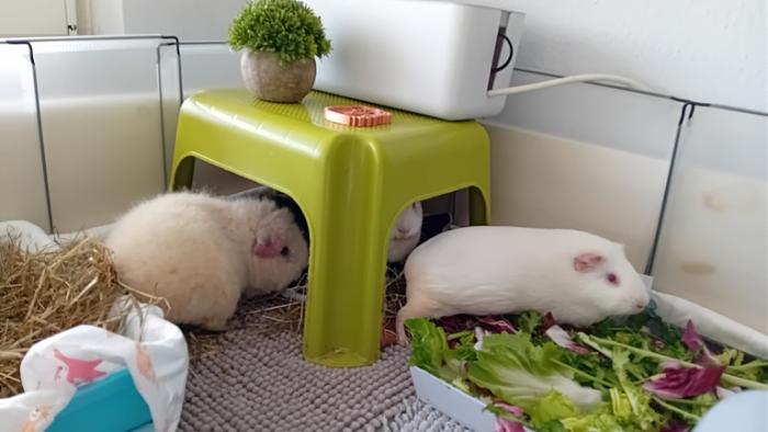 Klicke auf die Grafik fr eine grere Ansicht

Name:	20241124_125435.jpg
Hits:	0
Gre:	84,2 KB
ID:	210593